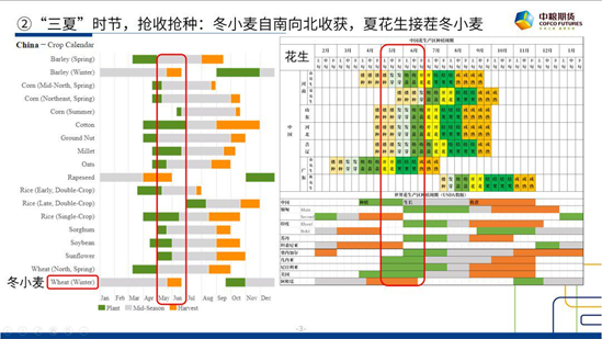 中粮期货【花生】：6月种植三问