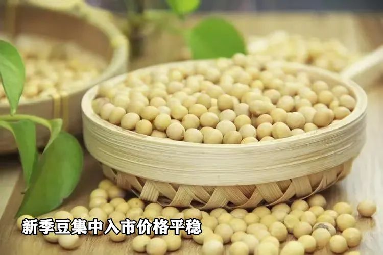 新季豆集中入市价格平稳 第3张